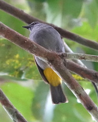 Rubigula cyaniventris