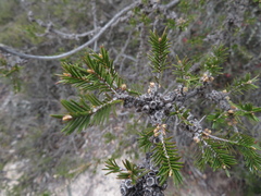 Melaleuca wilsonii
