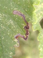 Stigmella lemniscella