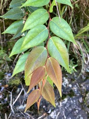 Gaultheria leucocarpa