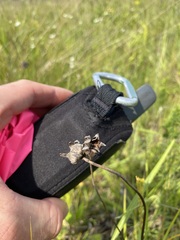 Coreopsis lanceolata