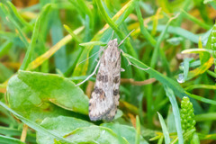 Nomophila nearctica