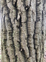 Populus grandidentata