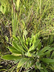 Coreopsis lanceolata