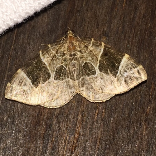 Dark-banded Geometer Moth photo 2