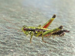 Booneacris glacialis