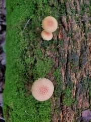Neolentinus lepideus