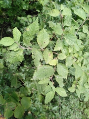 Ulmus minor