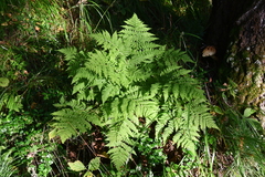 Dryopteris expansa