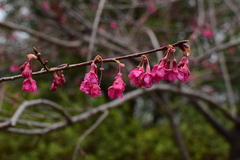 Prunus campanulata