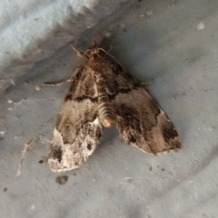 Cutina distincta