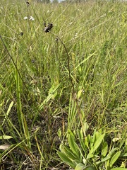 Coreopsis lanceolata