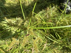 Cyperus erythrorhizos