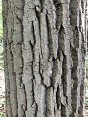 Populus grandidentata