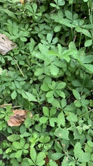 Potentilla reptans