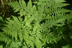 Dryopteris expansa