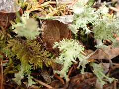 Lecanoromycetes