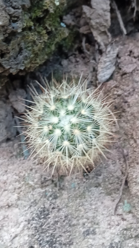 Mammillaria densispina