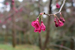 Prunus campanulata