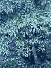 Trochodendron aralioides