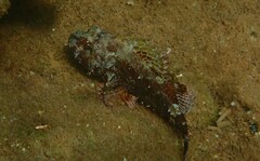 Scorpaena maderensis