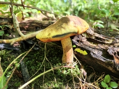 Boletaceae
