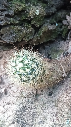 Mammillaria densispina