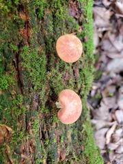 Neolentinus lepideus