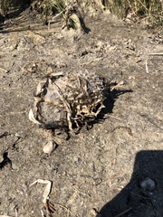 Chilomycterus schoepfii