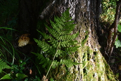 Dryopteris expansa