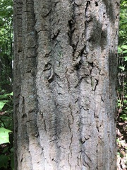 Populus grandidentata