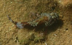 Scorpaena maderensis