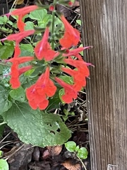 Salvia coccinea