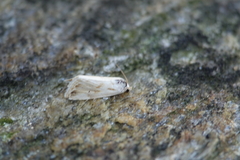 Eublemma ostrina