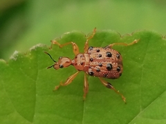 Hoplapoderini