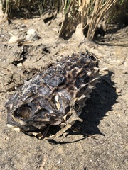 Chilomycterus schoepfii