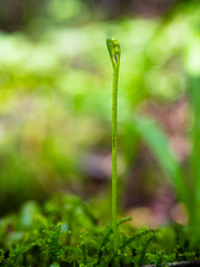 Botrychium tenebrosum