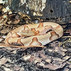 Agkistrodon contortrix
