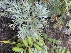 Artemisia sericea