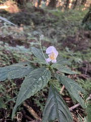 Impatiens uniflora