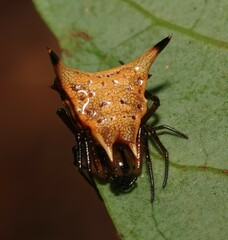 Micrathena beta