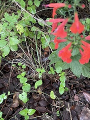 Salvia coccinea