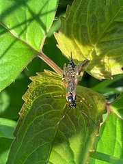 Itoplectis conquisitor