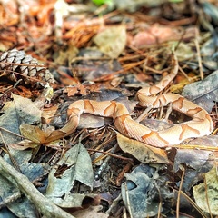 Agkistrodon contortrix
