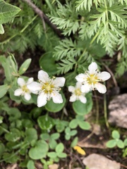 Parnassia fimbriata