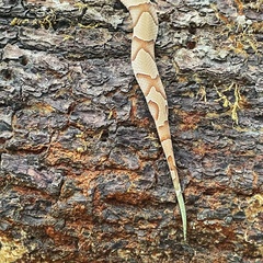 Agkistrodon contortrix