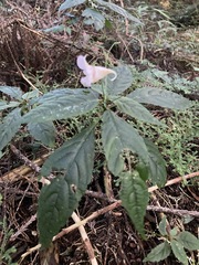 Impatiens uniflora