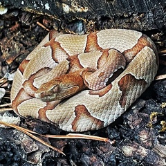 Agkistrodon contortrix