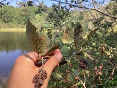 Alnus serrulata