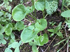 Parnassia fimbriata